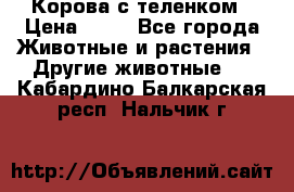 Корова с теленком › Цена ­ 69 - Все города Животные и растения » Другие животные   . Кабардино-Балкарская респ.,Нальчик г.